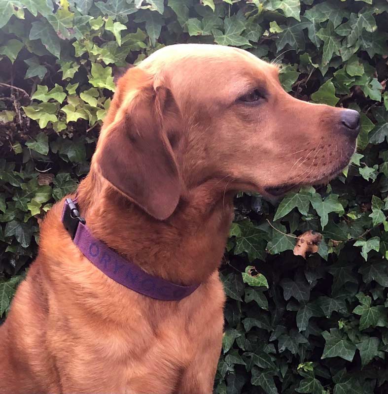 brown dog sitting with an orynoco harmony loop around its neck