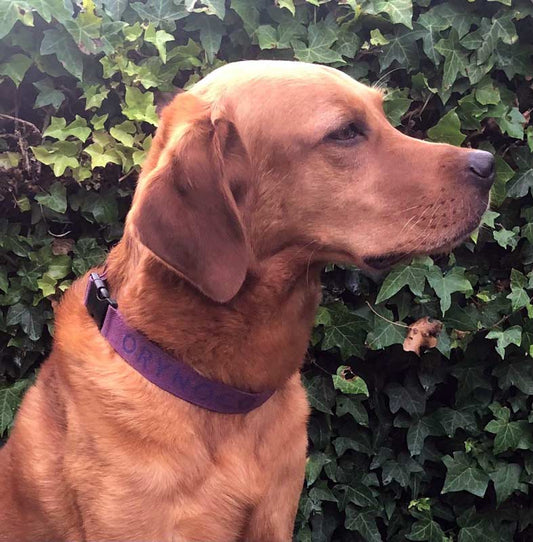 brown dog sitting with an orynoco harmony loop around its neck